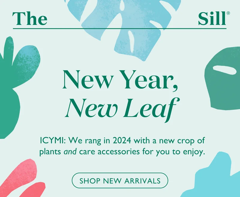 We rang in 2024 with a new crop of plants and accessories for you to enjoy! Shop our New Arrivals.