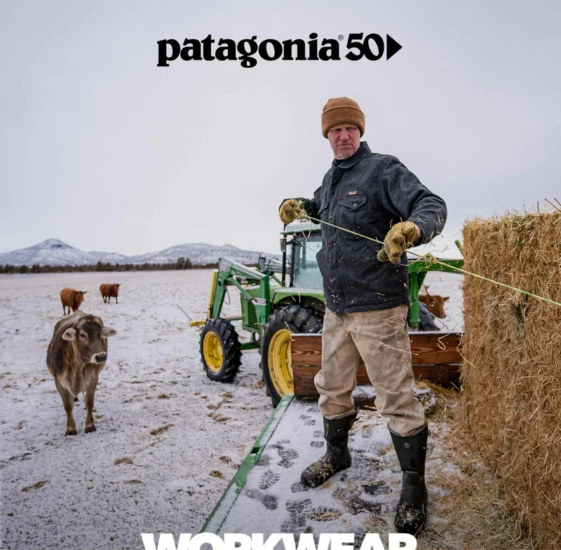 A person feeding hay to cattle in a field.