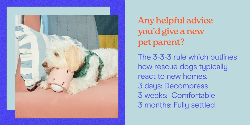 Any helpful advice you’d give a new pet parent? The 3-3-3 rule which outlines how rescue dogs typically react to new homes.             3 days: Decompress 3 weeks:  Comfortable 3 months: Fully settled