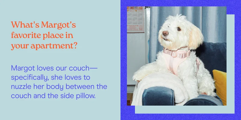 What's Margot’s favorite place in your apartment? Margot loves our couch—specifically, she loves to nuzzle her body between the couch and the side pillow.