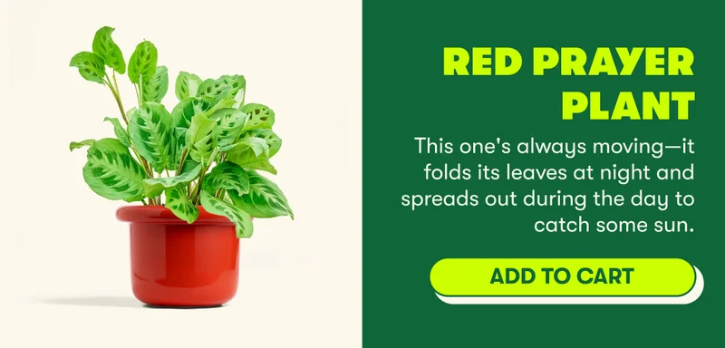 Red Prayer Plant This one's always moving—it folds its leaves at night and spreads out during the day to catch some sun. [ADD TO CART]