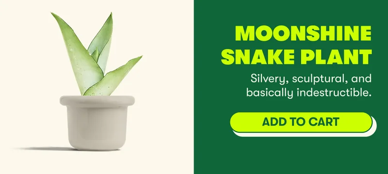 Moonshine Snake Plant Silvery, sculptural, and basically indestructible.   [ ADD TO CART]