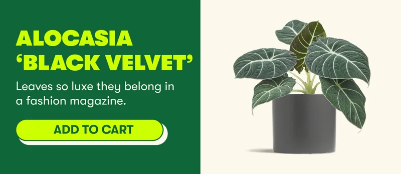 Alocasia ‘Black Velvet  Leaves so luxe they belong in a fashion magazine  [ADD TO CART]
