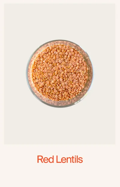 Red Lentils