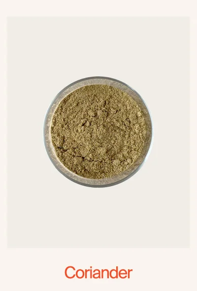 Coriander