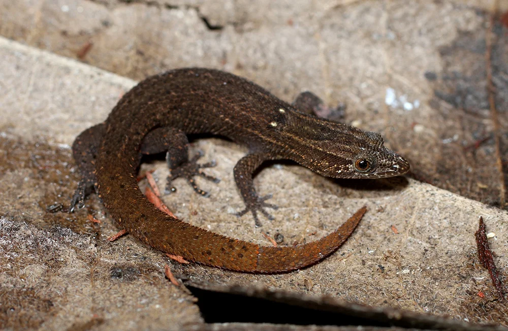 A native florida gecko sitting on a branch