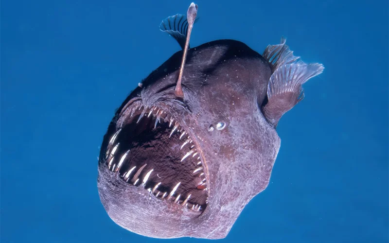 This species of an anglerfish alive deep in the sea – and have rarely been spotted swimming in the wild. Despite their ferocious appearance, experts say 'they’re mostly soft and squishy.'