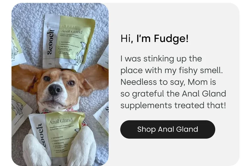 See Fudge - Shop Anal Gland