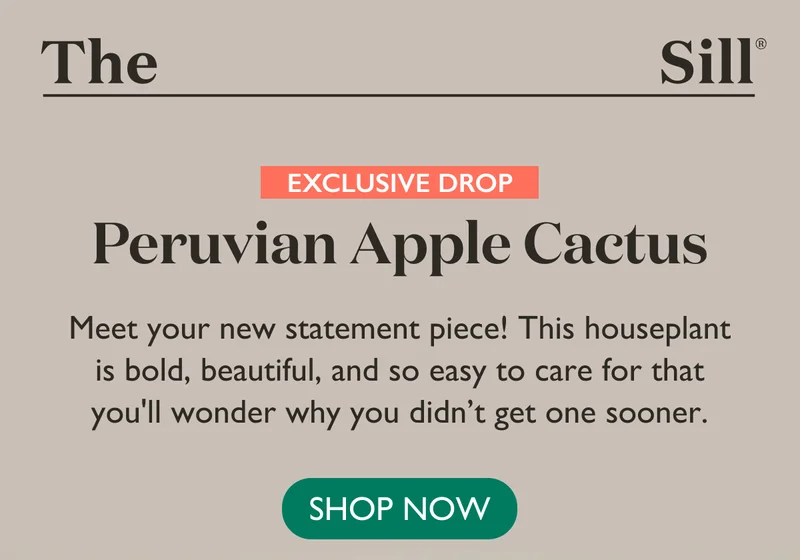 Exclusive Drop: Large Peruvian Apple Cactus