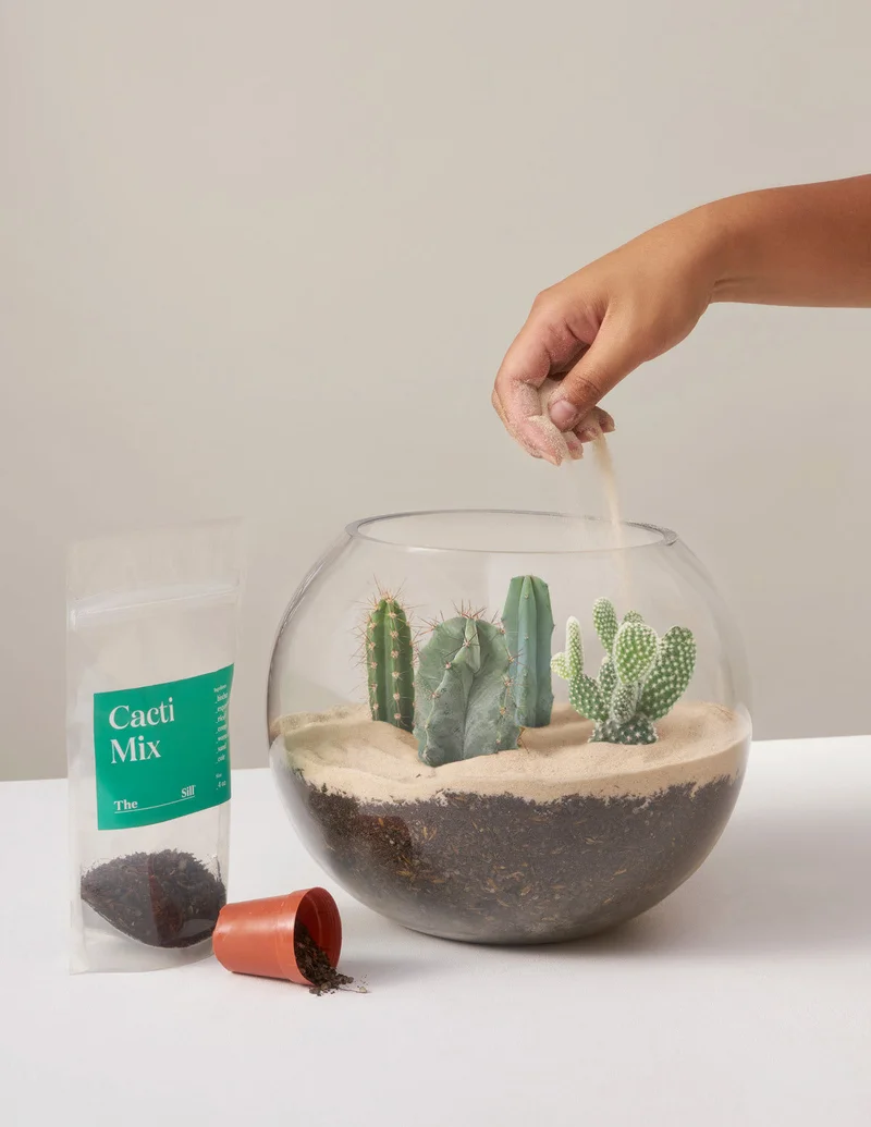 Image of DIY Terrarium Kit
