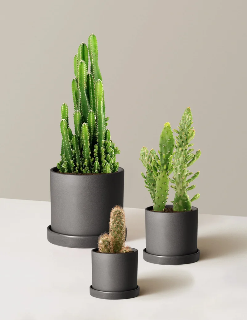 Image of Desert Garden Cacti Trio