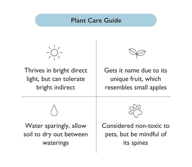 Peruvian Apple Cactus Care Guide
