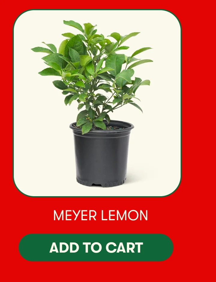 Meyer Lemon - Add To Cart
