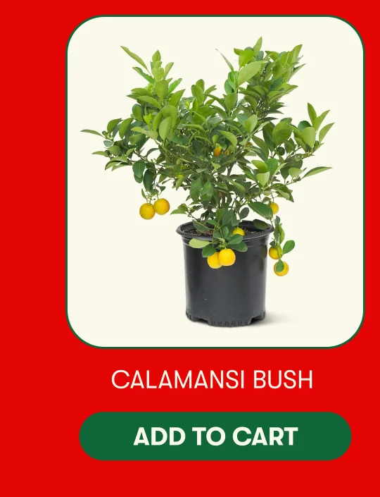 Calamansi Tree - Add to Cart