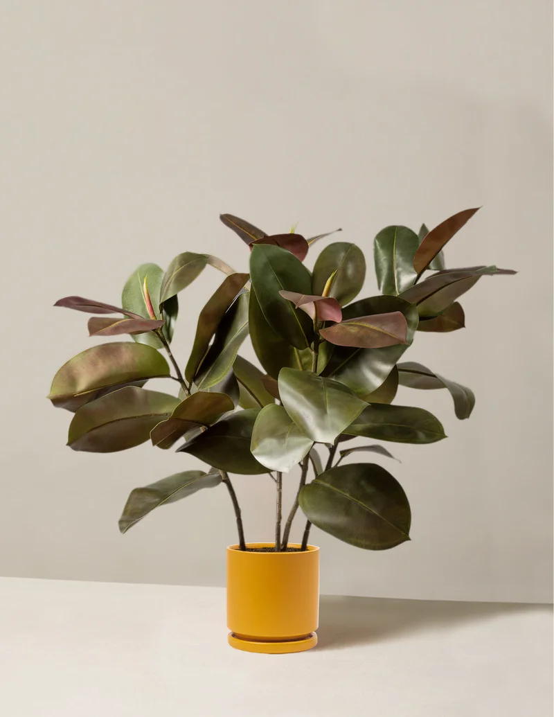 Image of Faux Rubber Tree