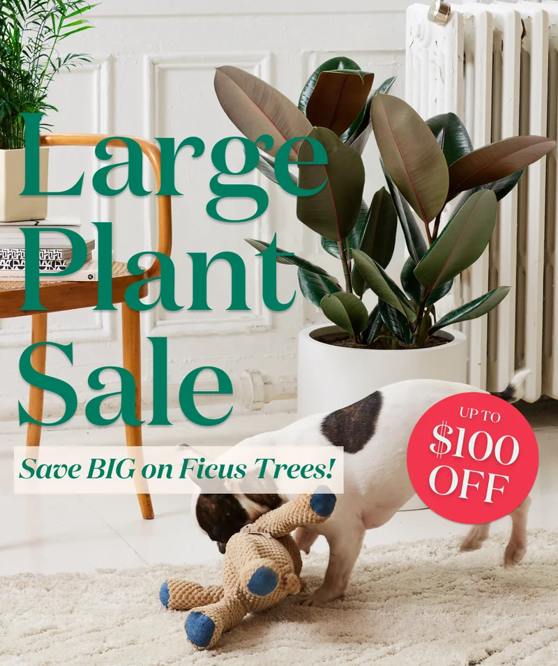 LARGE PLANT SALE: UP TO $100 OFF