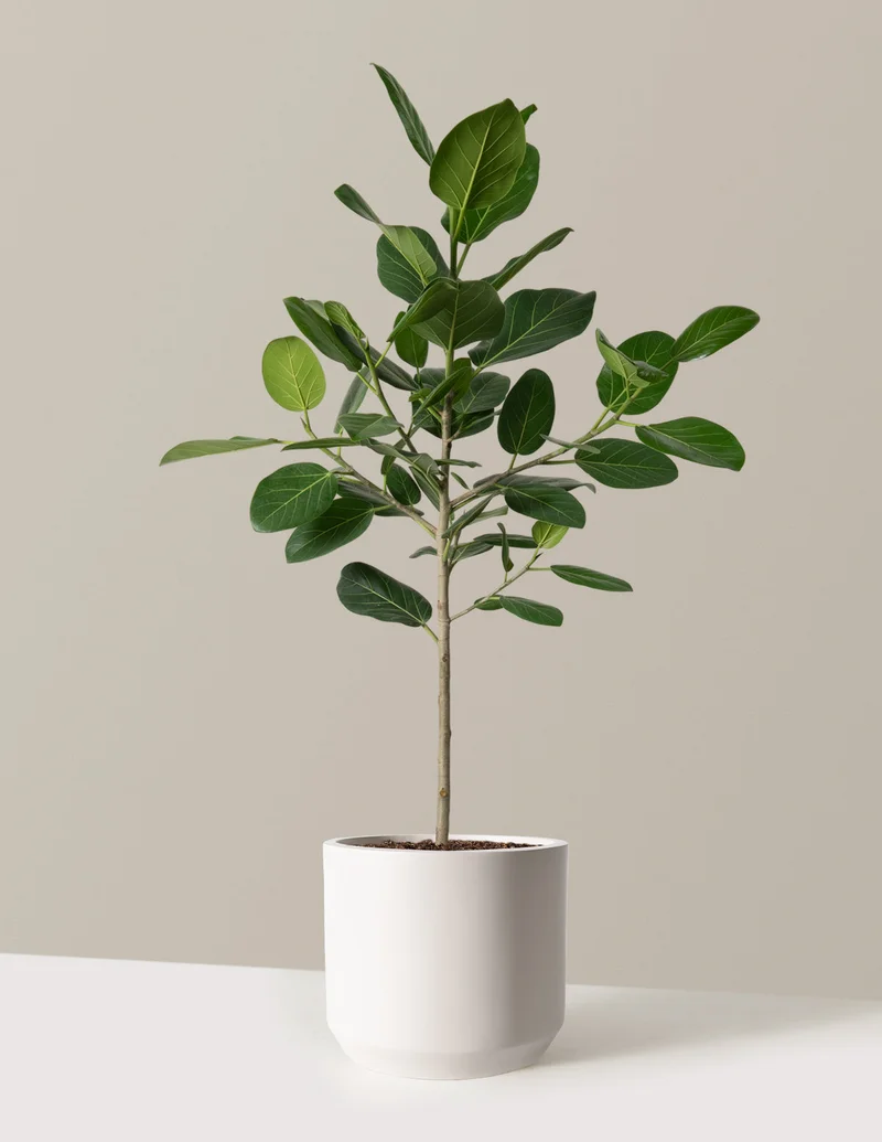 Image of Ficus Audrey Tree