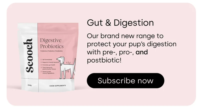 Gut & Digestion - Subscribe now