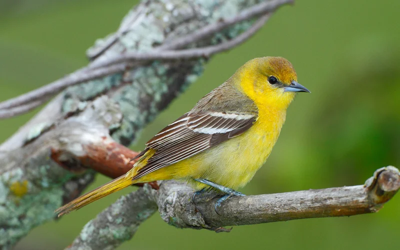An image of an oriole