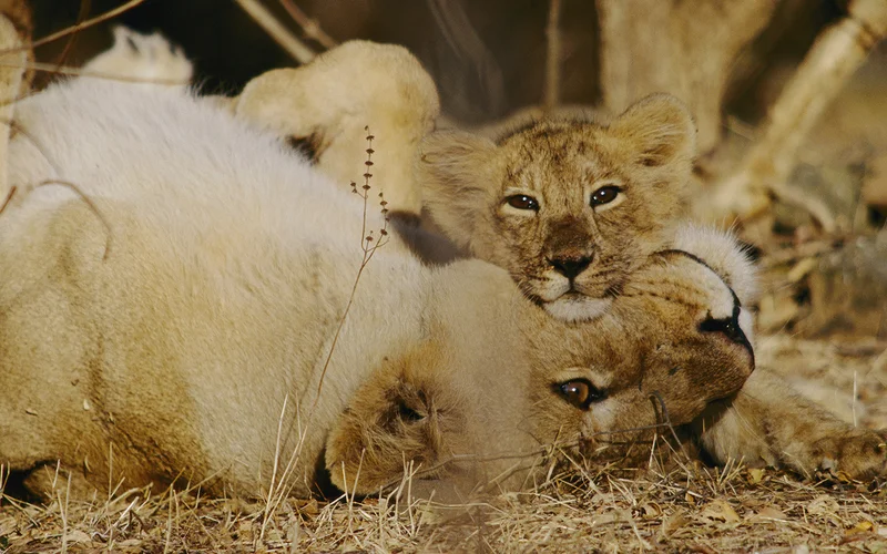 An image of a lion mother and cub