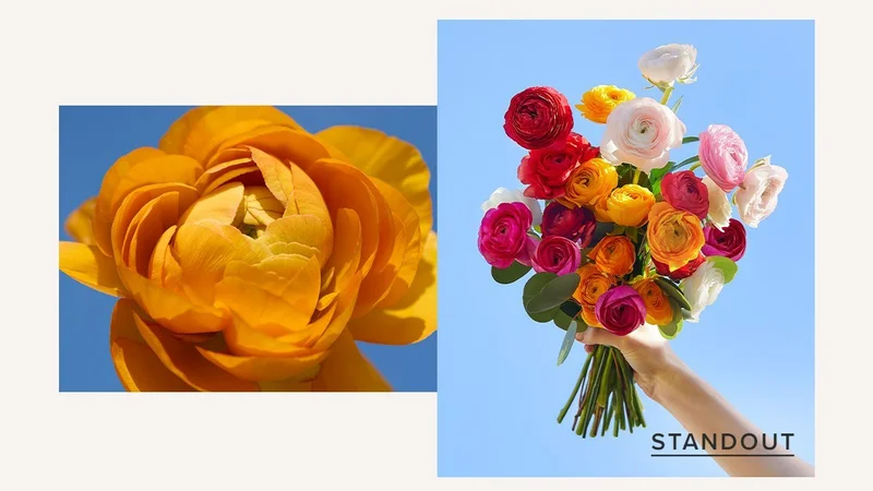 Featured Bouq: Standout