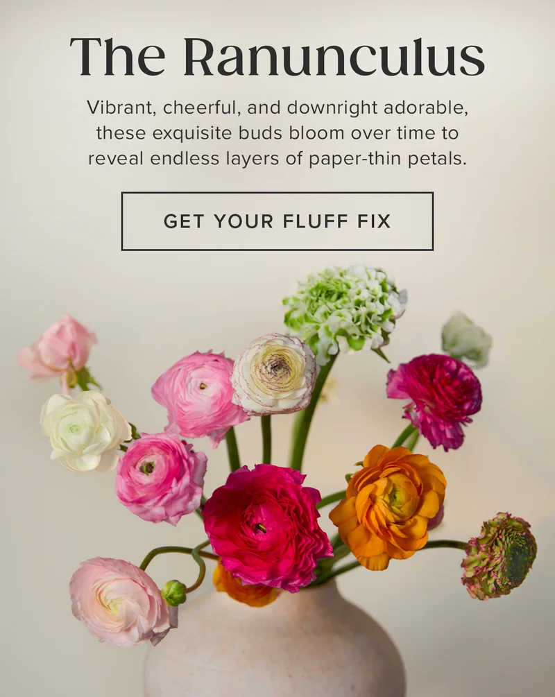The Ranunculus: Vibrant, cheerful, and downright adorable, these exquisite buds bloom over time to reveal endless layers of paper-thin petals. GET YOUR FLUFF FIX