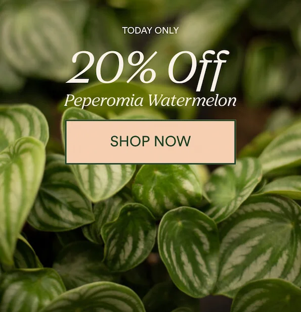 20% ff peperomia watermelon today only
