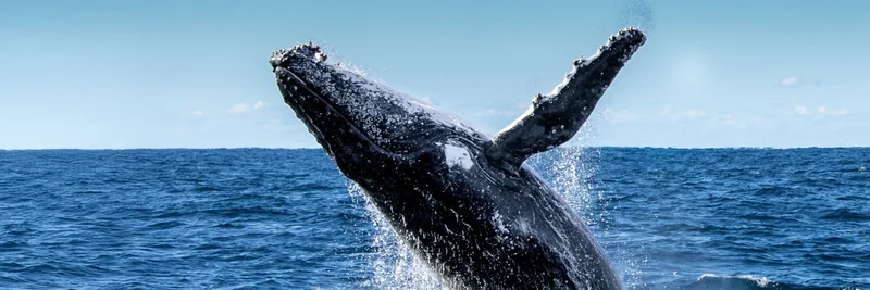 Whale
