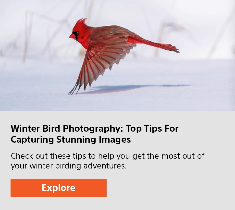 Winter Bird Photography: Top Tips For Capturing Stunning Images | Check out these tips to help you get the most out of your winter birding adventures. | Explore