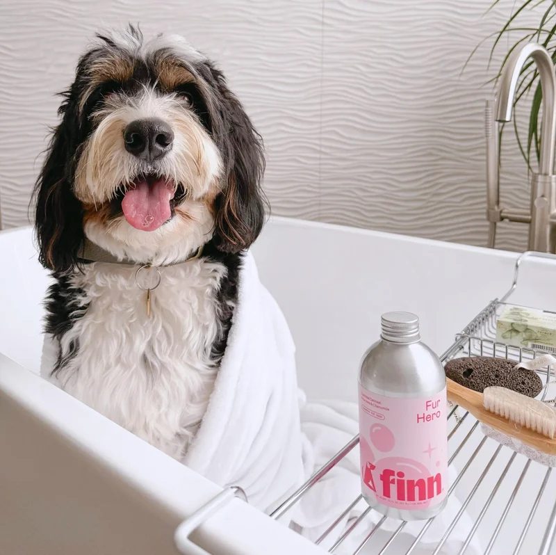 doodle in bath tub with Fur Hero shampoo