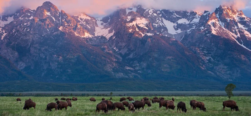 American Bison graze at the Grand Teton National Park