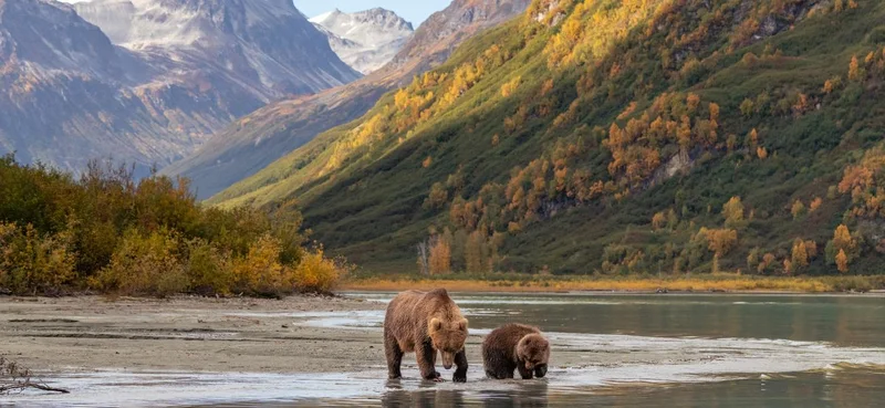 Mother brown bear teaching her cub to fish at Lake Craig National Park.