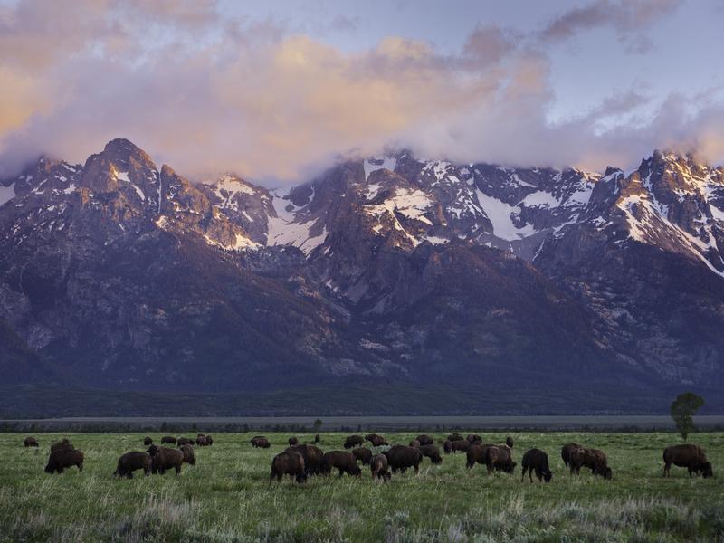 American Bison graze at the Grand Teton National Park