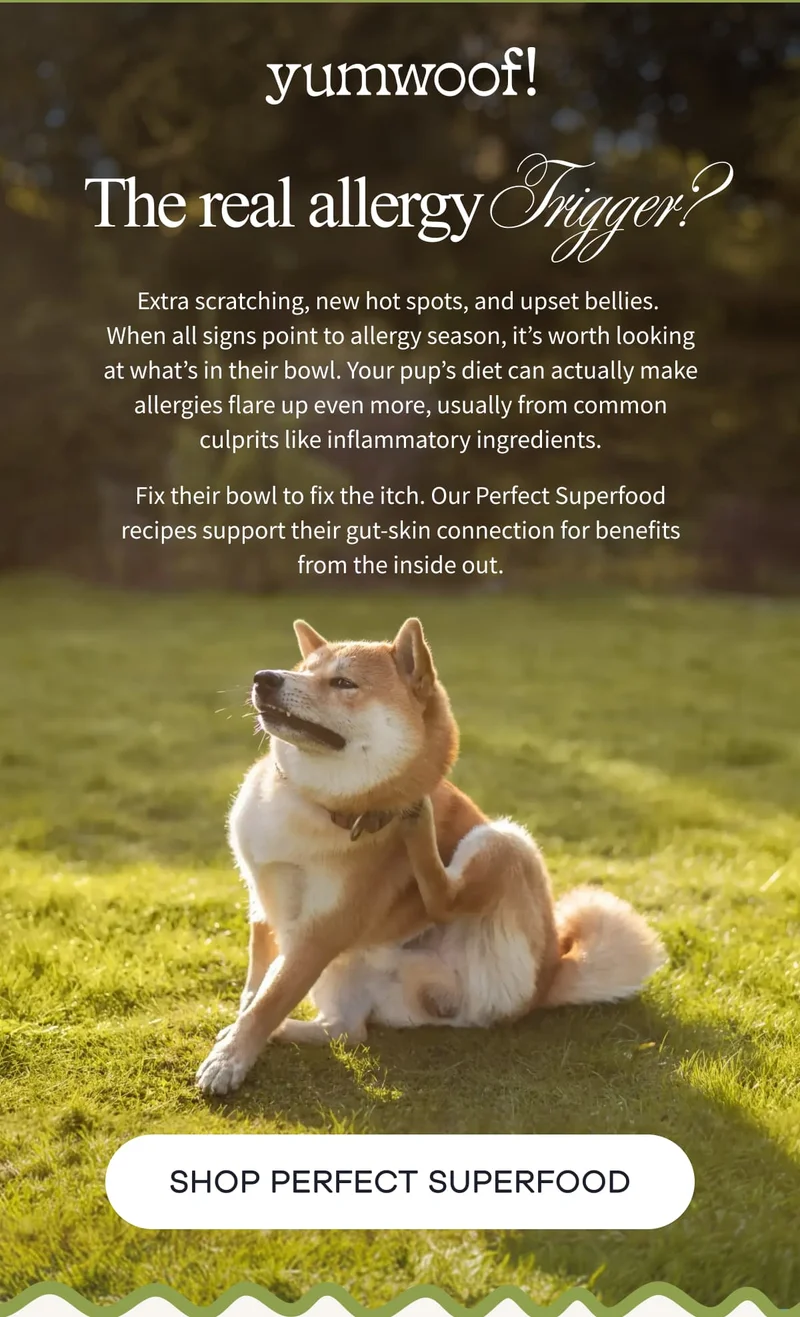 Yumwoof! | The Real Allergy Trigger? | Extra scratching, new hot spots, and upset bellies.  When all signs point to allergy season, it’s worth looking at what’s in their bowl. Your pup’s diet can actually make allergies flare up even more, usually from common culprits like inflammatory ingredients. Fix their bowl to fix the itch. Our Perfect Superfood recipes support their gut-skin connection for benefits from the inside out. | SHOP PERFECT SUPERFOOD