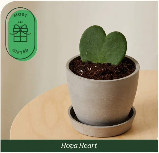 hoya heart