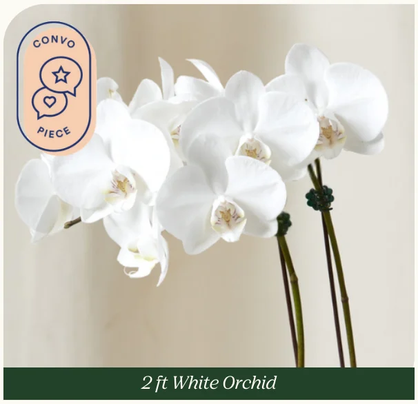 white orchid