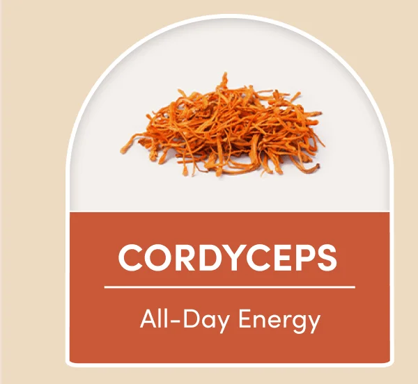 CORDYCEPS | All-Day Energy
