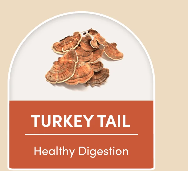 Turkey Tail | Healthy Digestion