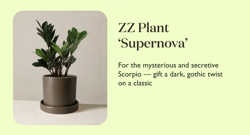ZZ Plant Supernova: For the mysterious and secretive Scorpio – gift a dark, gothic twist on a classic