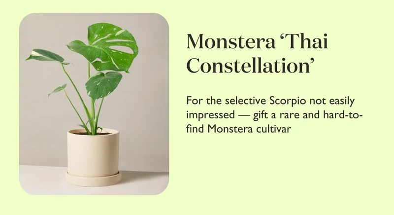 Monstera Thai Constellation: For the selective Scorpio not easily impressed – gift a rate and hard-to-find Monstera cultivar