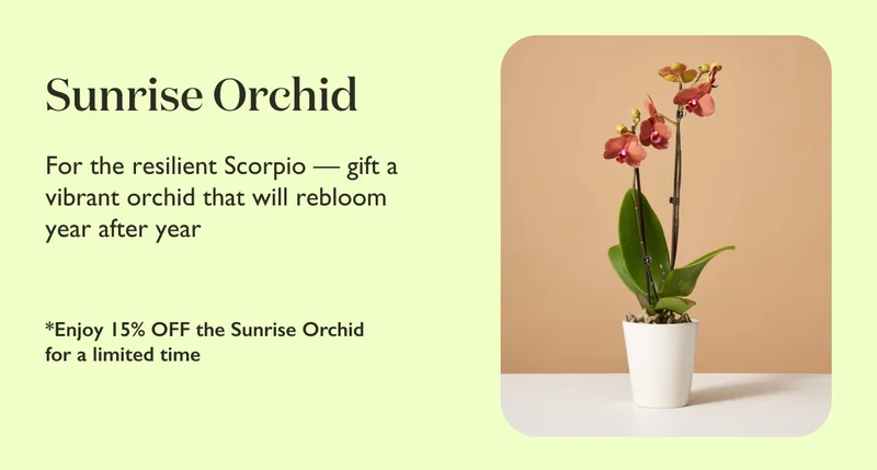 Sunrise Orchid: For the resilient Scorpio – gift a vibrant orchid that will rebloom year after year