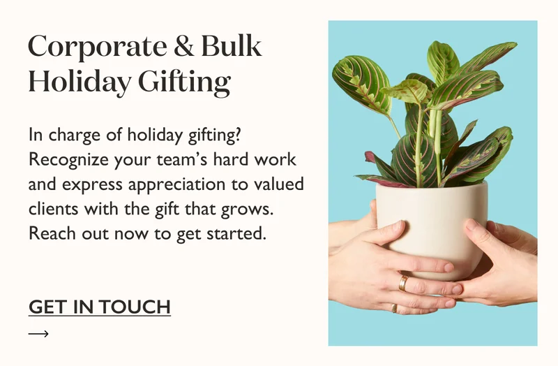 In charge of holiday gifting? Recognize your team's hard work and express appreciation to valued clients with the gift that grows. Reach out to get started.