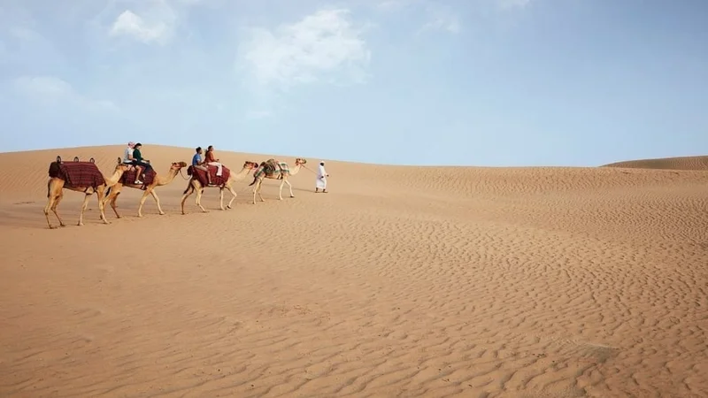 Image description: People on tour riding camels in desert