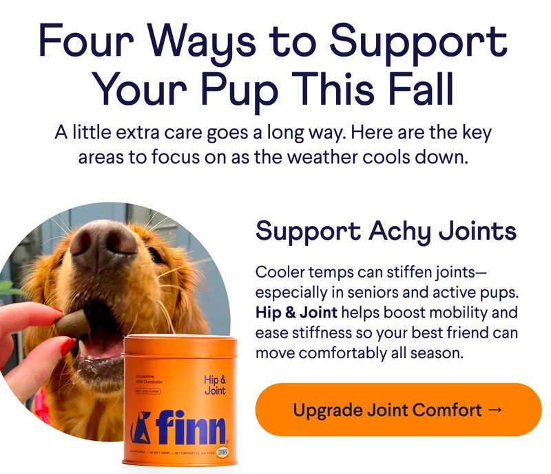 Text: Four Ways to Support Your Pup This Fall A little extra care goes a long way. Here are the key areas to focus on as the weather cools down. Support Achy Joints Cooler temps can stiffen joints—especially in seniors and active pups. Hip & Joint helps boost mobility and ease stiffness so your best friend can move comfortably all season. CTA: Upgrade Joint Comfort →