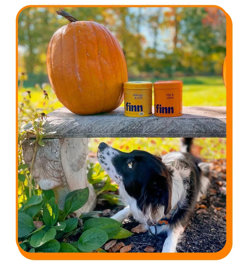 Photo of a mountain dog looking up from under a bench with Finn Allergy & Itch and Hip & Joint on top of benching