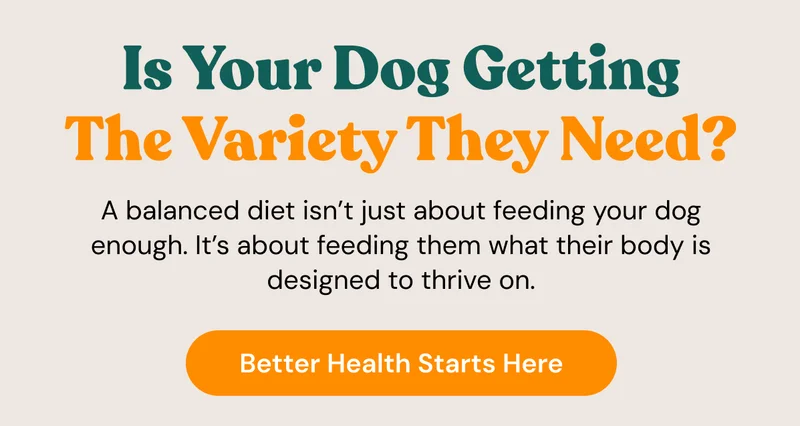 Little Hunter. Is your dog getting the variety they need?