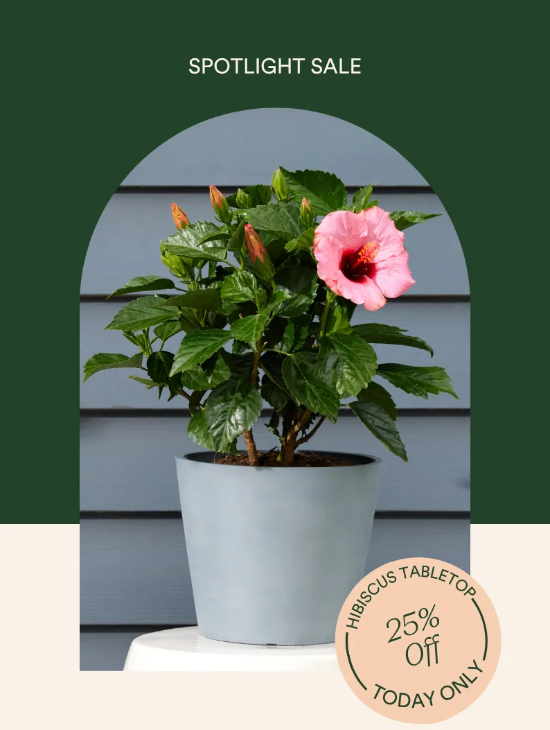 25% off Hibiscus Tabletop today only