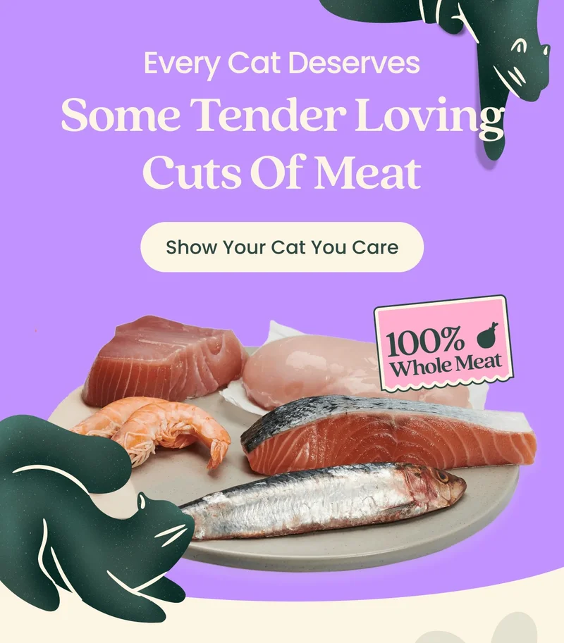 Show Your Cat You Care
