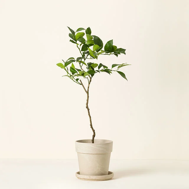 Meyer Lemon Tree