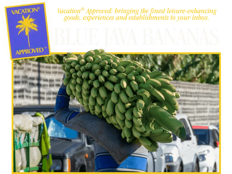 VACATION® APPROVED – Blue Java Bananas